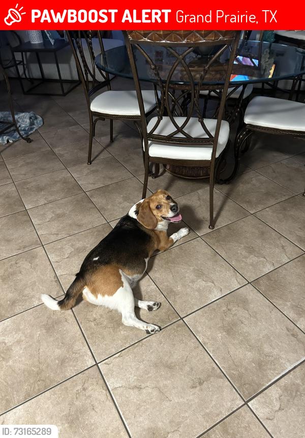 Lost Male Dog last seen Louise Cabaniss Academy of Scholars, Cesareo Dr, Clemente Dr, Rocco Dr, Crescenzio Dr Grand PrairieTX, Grand Prairie, TX 75052