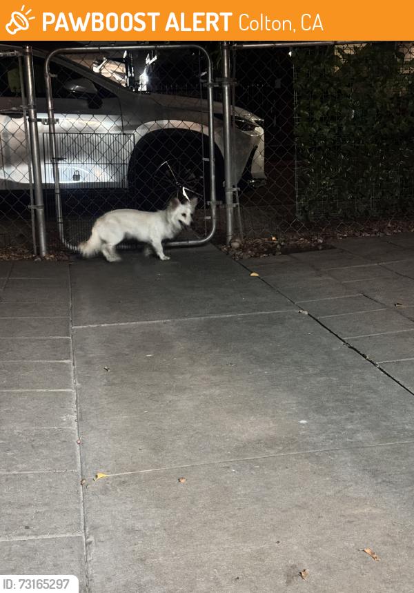 Found/Stray Female Dog last seen Holly ave, Colton, CA 92324