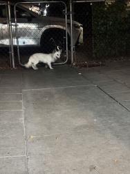 Found/Stray Female Dog last seen Holly ave, Colton, CA 92324