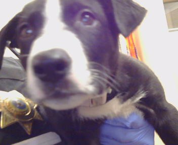 Shelter Stray Female Dog last seen WATT AV/LONGVIEW DR, 95821, 3839 Bradshaw Rd, Sacramento, CA 95827, USA