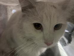 Shelter Stray Unknown Cat last seen , 1850 W 60th St, Los Angeles, CA 90047, USA
