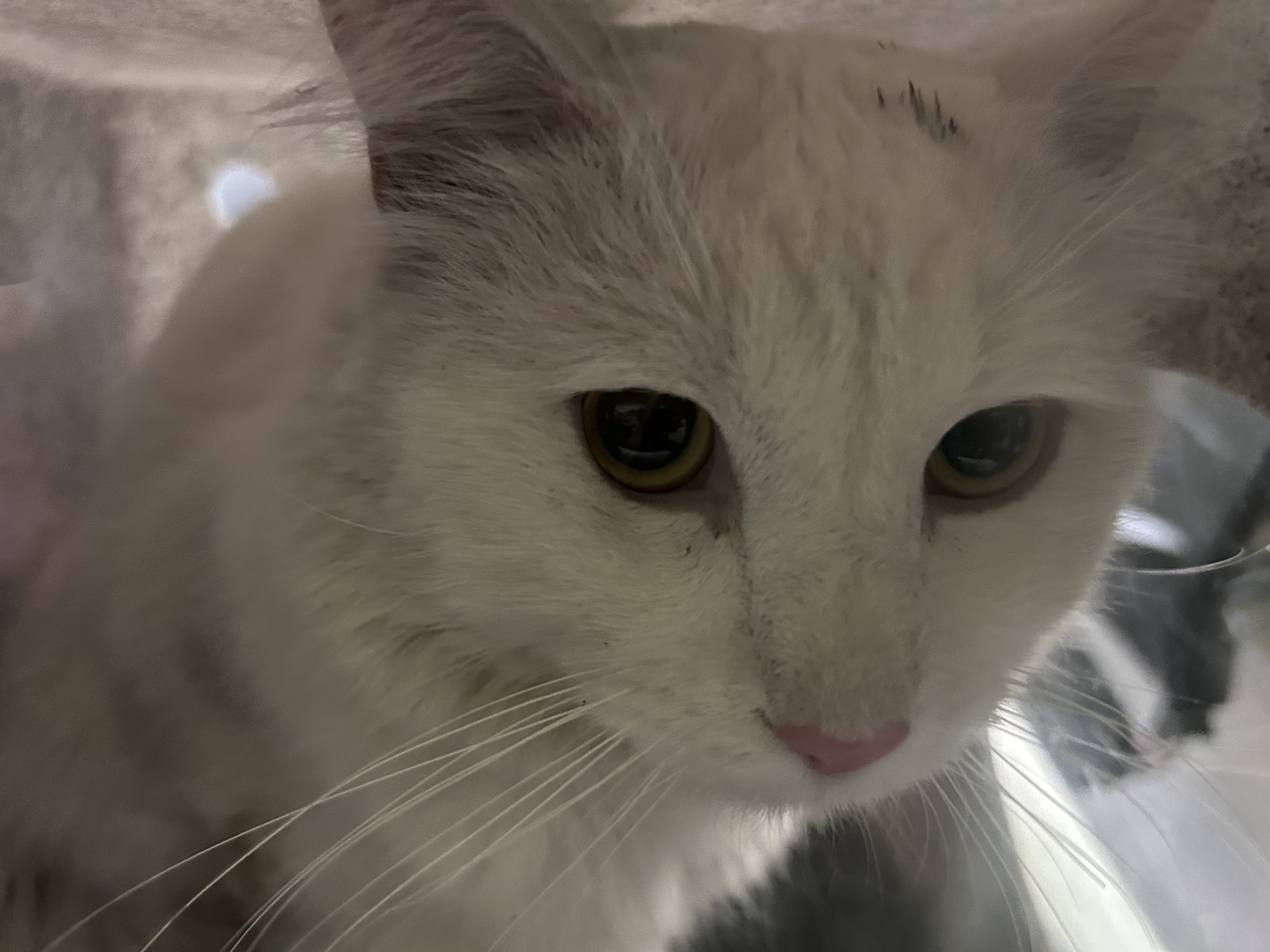 Shelter Stray Unknown Cat last seen , 1850 W 60th St, Los Angeles, CA 90047, USA