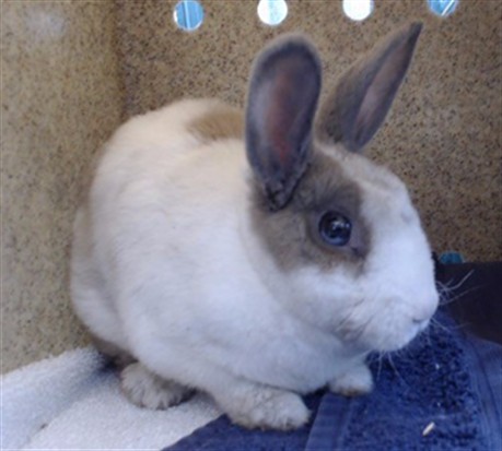 Shelter Stray Unknown Other last seen , 11258 Garfield Ave, Downey, CA 90242, USA