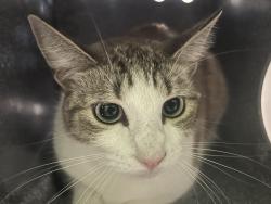 Shelter Stray Unknown Cat last seen , 1850 W 60th St, Los Angeles, CA 90047, USA