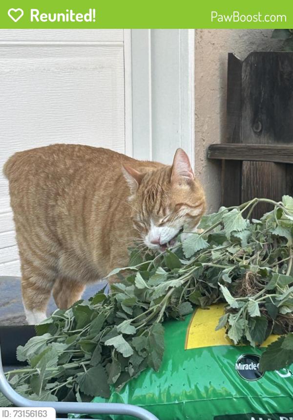 Reunited Male Cat last seen Baylor, San Diego, CA 92115