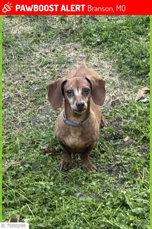 Lost Male Dog last seen Across from Glory Barn Church, Branson, MO 65616