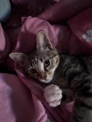 Reunited Female Cat last seen Near Rue Armel, Montréal, QC H8N 1L4