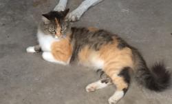 Lost Female Cat last seen Mourning Dove, Spring, TX, Spring, TX 77388