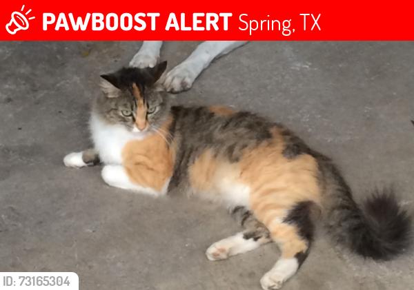 Lost Female Cat last seen Mourning Dove, Spring, TX, Spring, TX 77388