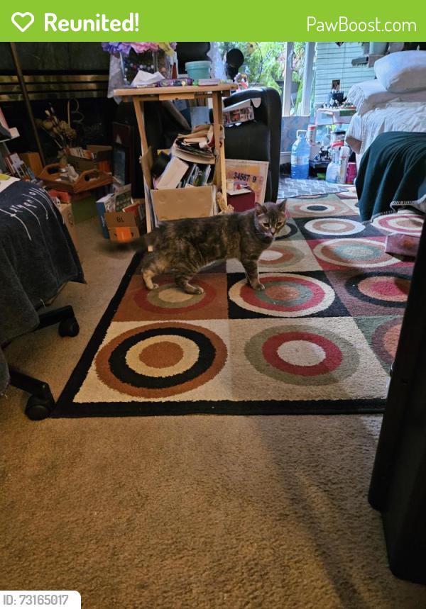 Reunited Female Cat last seen Queens ave and 11th st., New Westminster, BC V3M 6T7