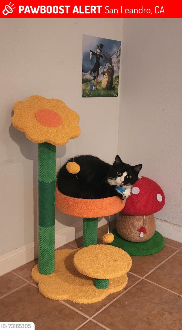 Lost Male Cat last seen Washington blvd, San Leandro, CA 94578