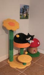 Lost Male Cat last seen Washington blvd, San Leandro, CA 94578