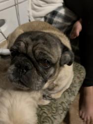 Lost Male Dog last seen 7th street and union hills, Phoenix, AZ 85001
