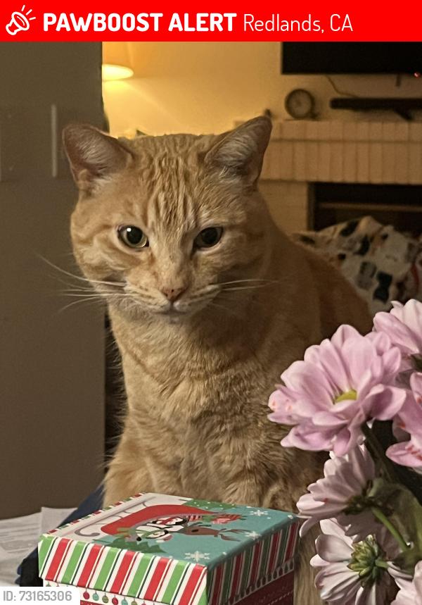 Lost Female Cat last seen Glover and Pioneer, Redlands, CA 92374