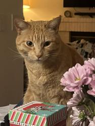 Lost Female Cat last seen Glover and Pioneer, Redlands, CA 92374
