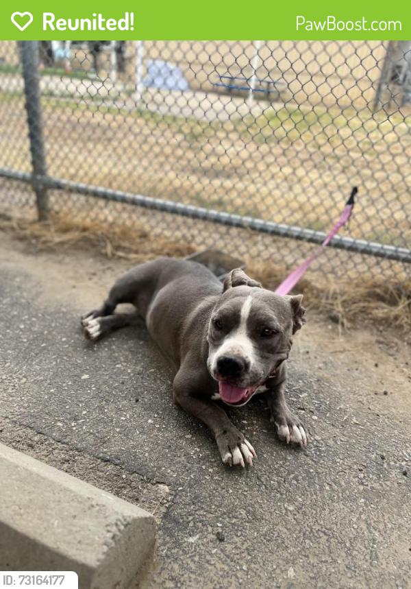 Reunited Female Dog last seen Avenue H and 70th street east, Lancaster, CA 93535