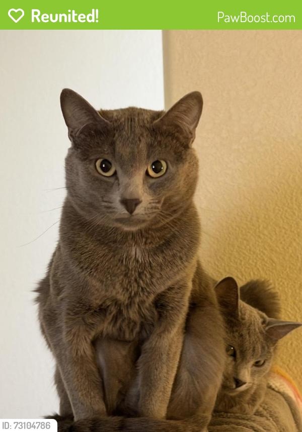 Reunited Male Cat last seen lorson ranch - pilgrimage road, Colorado Springs, CO 80925