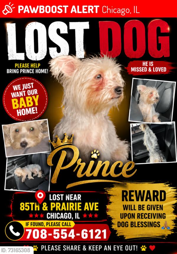 Lost Male Dog last seen 85th calumet and 85th Indiana, Chicago, IL 60619