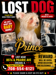 Lost Male Dog last seen 85th calumet and 85th Indiana, Chicago, IL 60619