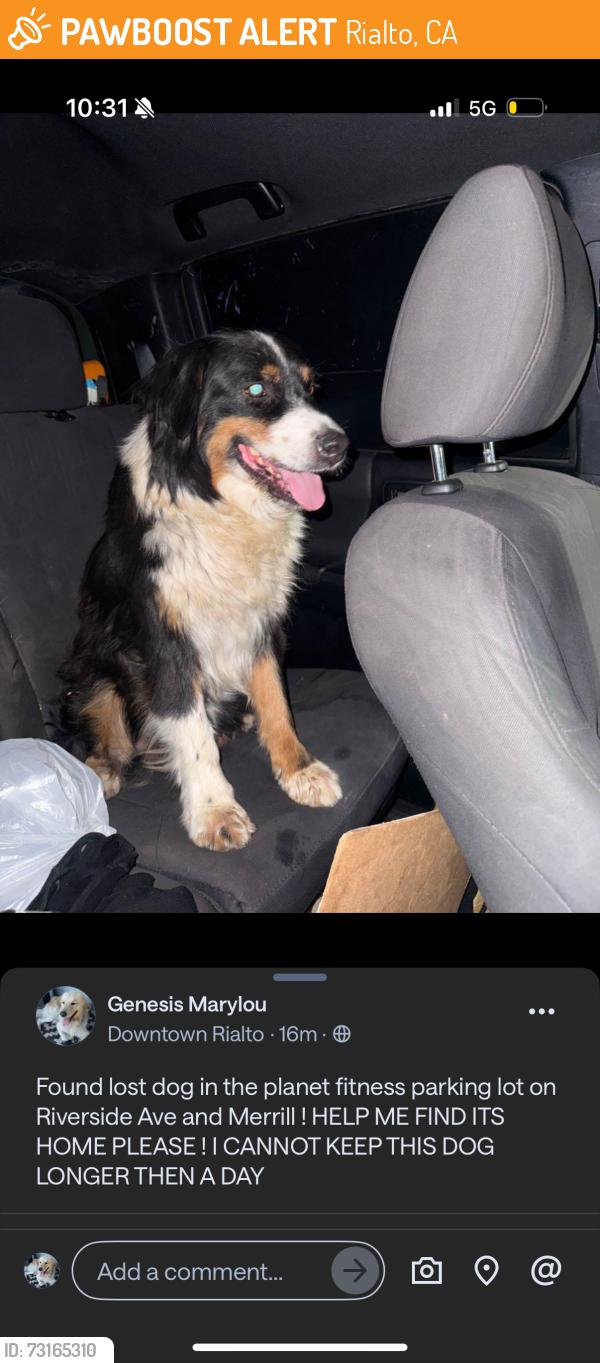 Found/Stray Female Dog last seen Riverside ave, Rialto, CA 92376