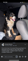 Found/Stray Female Dog last seen Riverside ave, Rialto, CA 92376
