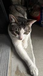 Lost Male Cat last seen Salem & Lord, Ajax, ON L1S 7S9