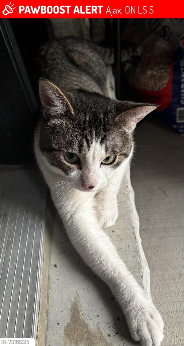 Lost Male Cat last seen Salem & Lord, Ajax, ON L1S 7S9