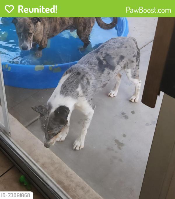 Reunited Female Dog last seen 226th Ln and sundance, Buckeye, AZ 85326