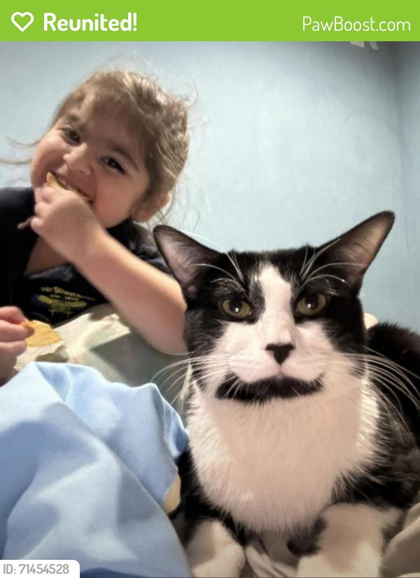 Reunited Male Cat last seen Near Pavonia, Kearny, NJ 07032