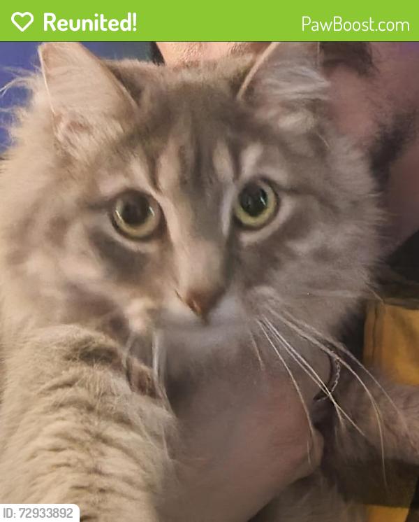 Reunited Female Cat last seen Romine Avenue, McKeesport, PA 15133