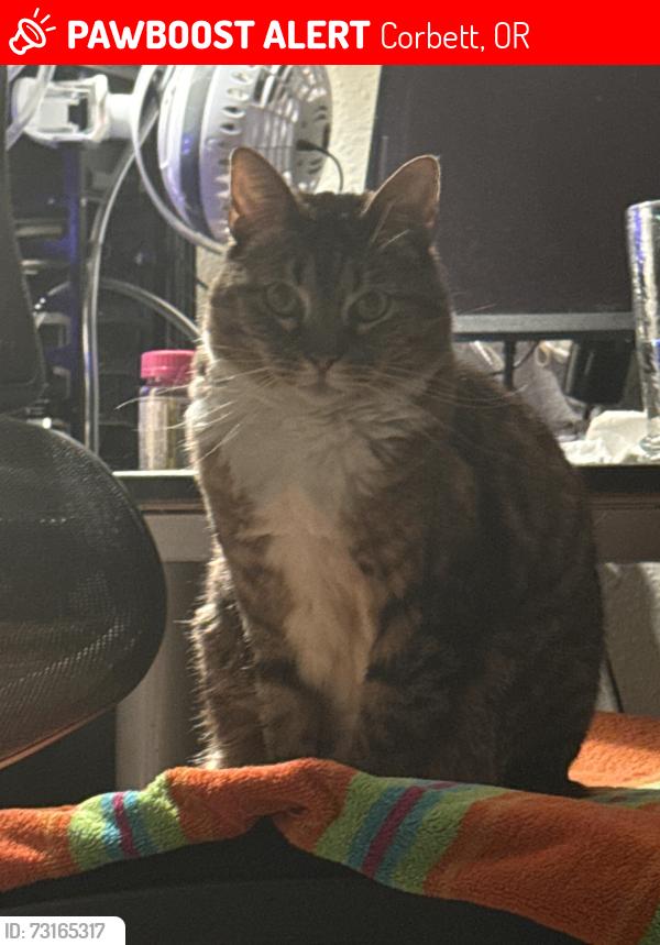 Lost Female Cat last seen Near NE Mershon Rd., Corbett, OR 97019