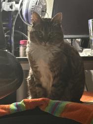 Lost Female Cat last seen Near NE Mershon Rd., Corbett, OR 97019