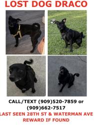 Lost Male Dog last seen Waterman Ave, San Bernardino, CA 92346