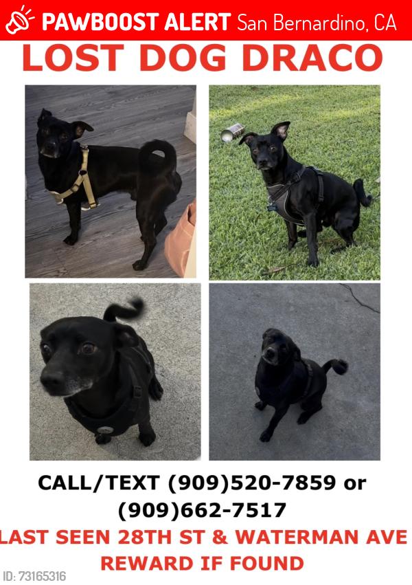 Lost Male Dog last seen Waterman Ave, San Bernardino, CA 92346