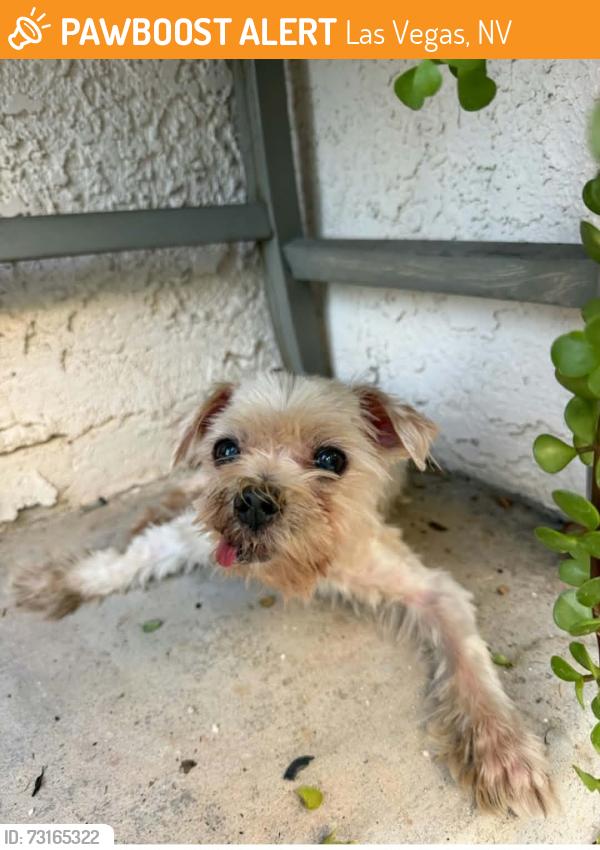 Found/Stray Male Dog last seen Lamb and Bonanza, Las Vegas, NV 89110