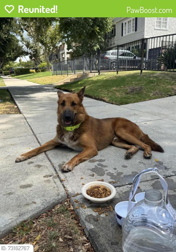 Reunited Male Dog last seen 6th street, Los Angeles, CA 90020