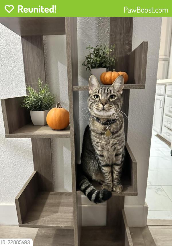 Reunited Male Cat last seen Old Elk Grove, on Grove St. between Kent and Railroad, Elk Grove, CA 95624