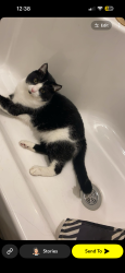 Reunited Male Cat last seen Edgartown Ct, Park ridge, Mobile, down the street from woodmans, Madison, WI 53719