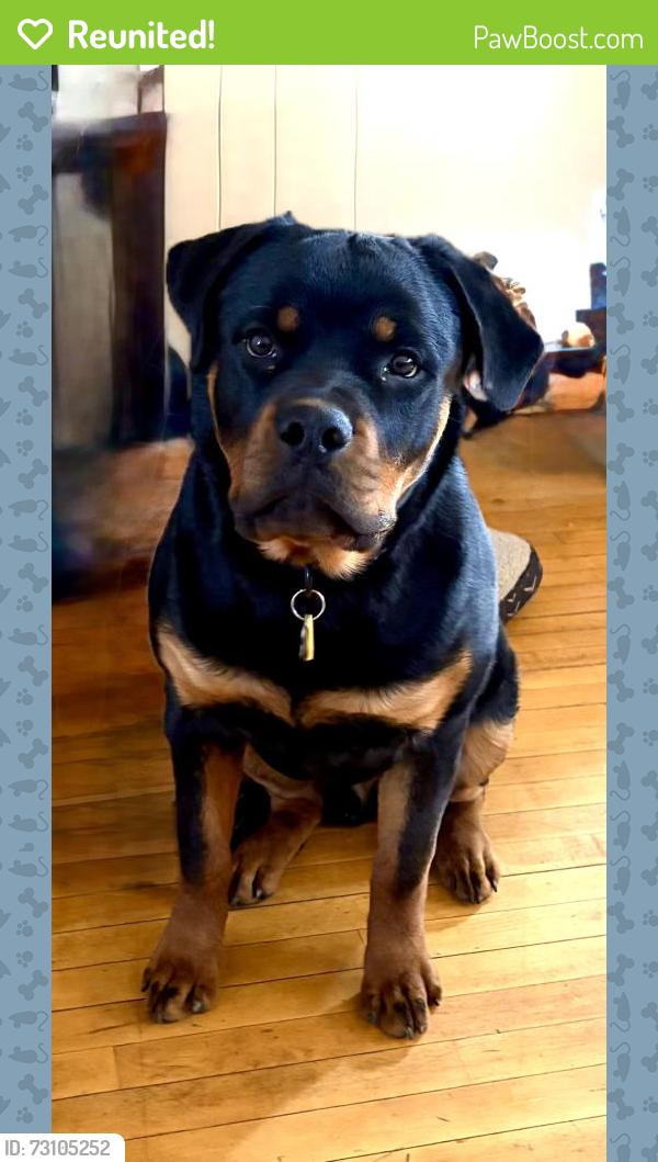 Reunited Male Dog last seen Arcade St, Saint Paul, MN 55106