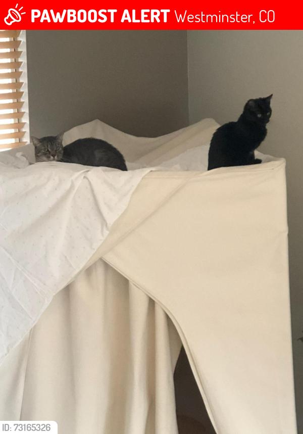 Lost Female Cat last seen Cody Dr., Westminster, CO 80021