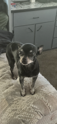 Lost Female Dog last seen Near s finney rd, Cheney, WA 99004