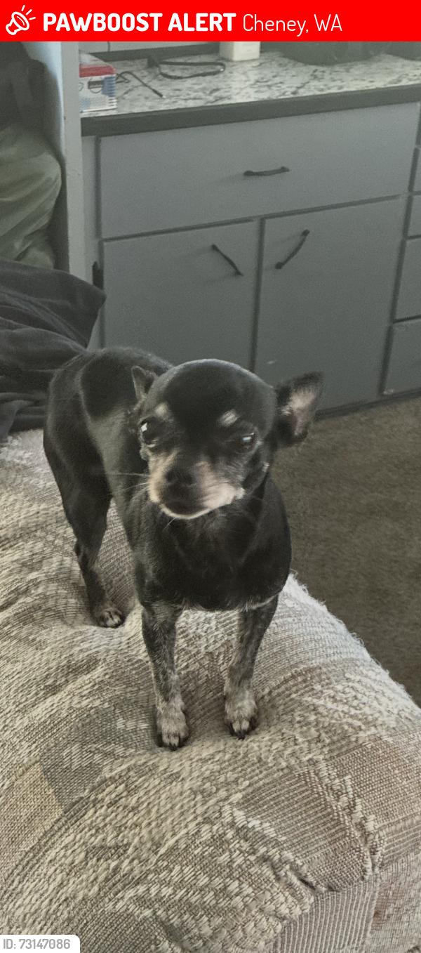 Lost Female Dog last seen Near s finney rd, Cheney, WA 99004