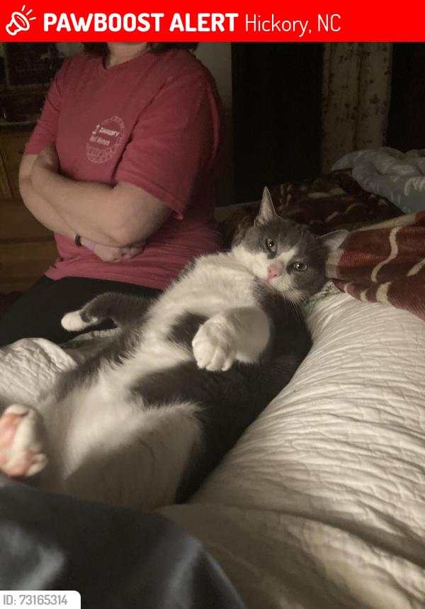 Lost Male Cat last seen Near 2nd Ave SW, Hickory, NC 28602