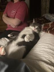Lost Male Cat last seen Near 2nd Ave SW, Hickory, NC 28602