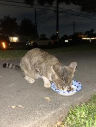 Found/Stray Unknown Cat last seen Near freer st, Temple City, CA 91780