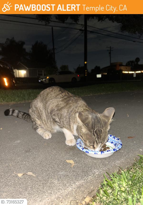 Found/Stray Unknown Cat last seen Near freer st, Temple City, CA 91780