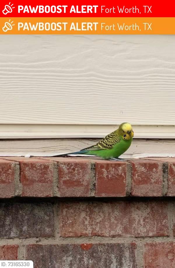 Lost Female Bird last seen Near warren ln, Fort Worth, TX 76112