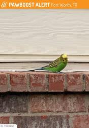 Lost Female Bird last seen Near warren ln, Fort Worth, TX 76112