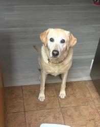 Lost Female Dog last seen Mission Grove Parkway and New Ridge Drive, Riverside, CA 92506