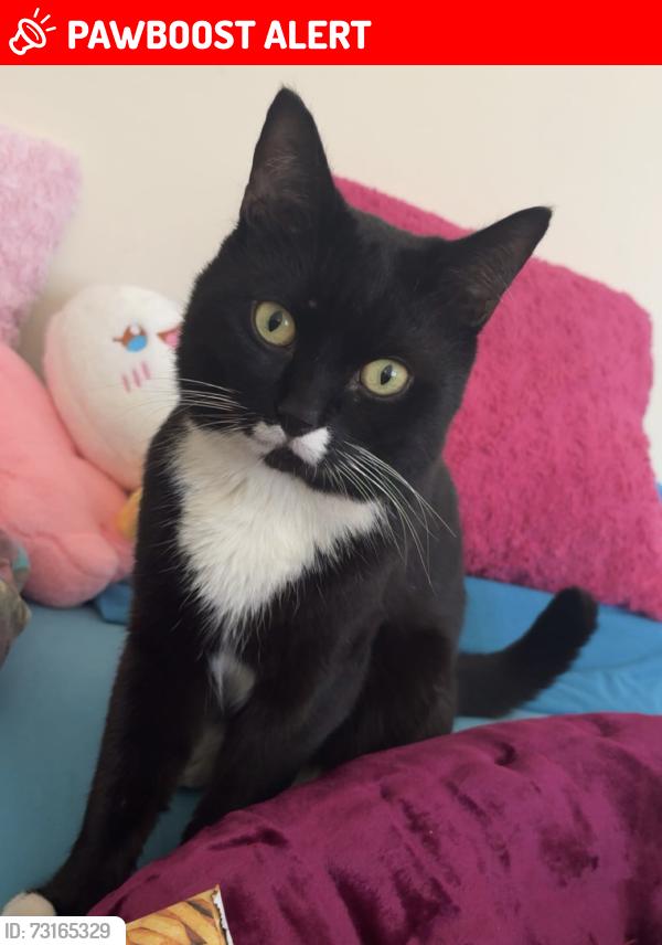 Lost Male Cat last seen Chingford, Greater London, England E4 8SR